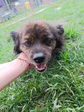 LUCKY, Hund, Mischlingshund in Rumänien - Bild 2