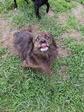 LUCKY, Hund, Mischlingshund in Rumänien - Bild 3