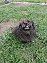 LUCKY, Hund, Mischlingshund in Rumänien - Bild 4