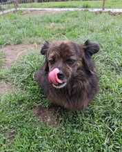 LUCKY, Hund, Mischlingshund in Rumänien - Bild 5