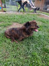 LUCKY, Hund, Mischlingshund in Rumänien - Bild 6