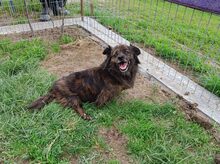 LUCKY, Hund, Mischlingshund in Rumänien - Bild 7