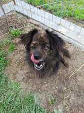LUCKY, Hund, Mischlingshund in Rumänien - Bild 8
