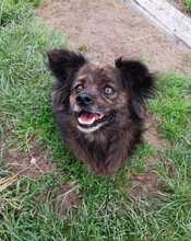 LUCKY, Hund, Mischlingshund in Rumänien - Bild 9