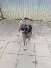 BUFFY, Hund, Mischlingshund in Rumänien - Bild 2