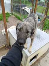 BUFFY, Hund, Mischlingshund in Rumänien - Bild 3