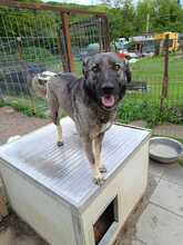 BUFFY, Hund, Mischlingshund in Rumänien - Bild 4
