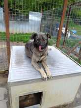 BUFFY, Hund, Mischlingshund in Rumänien - Bild 6