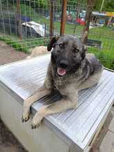 BUFFY, Hund, Mischlingshund in Rumänien - Bild 8