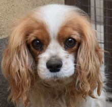 BLENI, Hund, Cavalier King Charles Spaniel in Ungarn - Bild 1