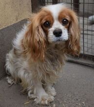 BLENI, Hund, Cavalier King Charles Spaniel in Ungarn - Bild 2