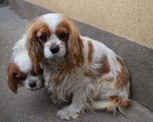 BLENI, Hund, Cavalier King Charles Spaniel in Ungarn - Bild 3