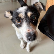 HÜNDIN1, Hund, Mischlingshund in Rumänien - Bild 1