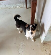 HÜNDIN1, Hund, Mischlingshund in Rumänien - Bild 3