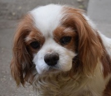 ABEL, Hund, Cavalier King Charles Spaniel in Ungarn - Bild 1