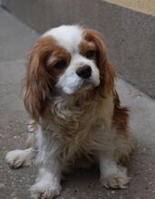 ABEL, Hund, Cavalier King Charles Spaniel in Ungarn - Bild 2
