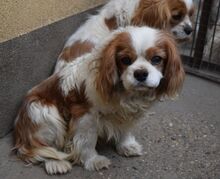ABEL, Hund, Cavalier King Charles Spaniel in Ungarn - Bild 3
