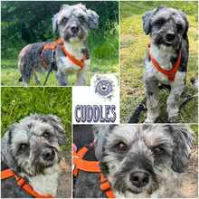 CUDDLES, Hund, Mischlingshund in Ribnitz-Damgarten - Bild 1