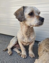 WOWO, Hund, Mischlingshund in Kallmünz - Bild 1
