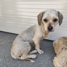 WOWO, Hund, Mischlingshund in Kallmünz - Bild 2