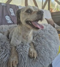 WOWO, Hund, Mischlingshund in Kallmünz - Bild 3