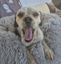 WOWO, Hund, Mischlingshund in Kallmünz - Bild 4