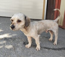 WOWO, Hund, Mischlingshund in Kallmünz - Bild 5