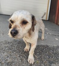 WOWO, Hund, Mischlingshund in Kallmünz - Bild 6