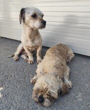 WOWO, Hund, Mischlingshund in Kallmünz - Bild 7