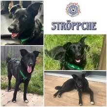 STRÖPPCHE, Hund, Mischlingshund in Heusweiler - Bild 1