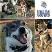 LUANO, Hund, Mischlingshund in Berlin