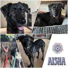 AISHA, Hund, Mischlingshund in Coburg - Bild 1