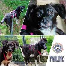 PAULINE, Hund, Mischlingshund in Schöfweg - Bild 1