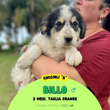 BILLO, Hund, Mischlingshund in Italien - Bild 1