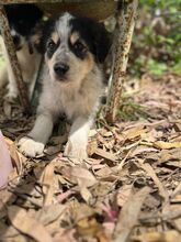 BILLO, Hund, Mischlingshund in Italien - Bild 2