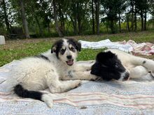 BILLO, Hund, Mischlingshund in Italien - Bild 3