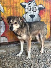BANJO, Hund, Mischlingshund in Rumänien - Bild 3