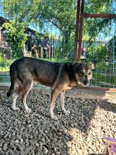 BANJO, Hund, Mischlingshund in Rumänien - Bild 4