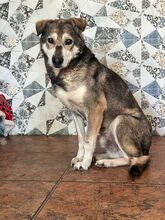 BANJO, Hund, Mischlingshund in Rumänien - Bild 5
