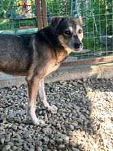 BANJO, Hund, Mischlingshund in Rumänien - Bild 6