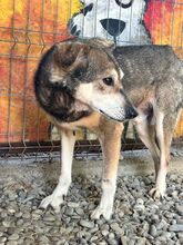 BANJO, Hund, Mischlingshund in Rumänien - Bild 7