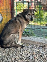 BANJO, Hund, Mischlingshund in Rumänien - Bild 8