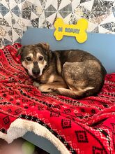 BANJO, Hund, Mischlingshund in Rumänien - Bild 9