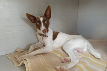 XISCO, Hund, Podenco-Mix in Spanien - Bild 1
