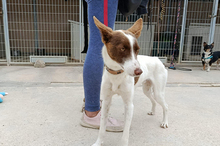 XISCO, Hund, Podenco-Mix in Spanien - Bild 10