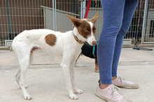 XISCO, Hund, Podenco-Mix in Spanien - Bild 11