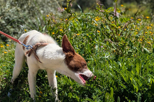 XISCO, Hund, Podenco-Mix in Spanien - Bild 12