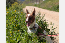 XISCO, Hund, Podenco-Mix in Spanien - Bild 13