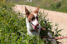 XISCO, Hund, Podenco-Mix in Spanien - Bild 14