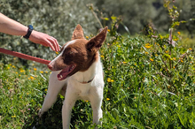 XISCO, Hund, Podenco-Mix in Spanien - Bild 15